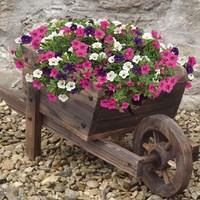 small flat pack wheelbarrow 1 planter 6 celebration plants free 10l co ...