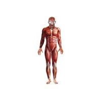 small mens muscle anatomy costume