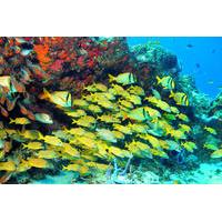 Snorkeling in Puerto Morelos from Cancun