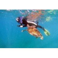 snorkeling with turtles in tenerife