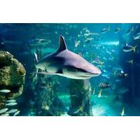 Snorkel with Sharks at SEA LIFE Sydney Aquarium
