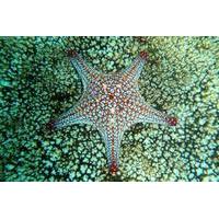 Snorkeling at Huatulco Bay