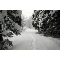 Snowshoeing with Soba Lunch in Niigata