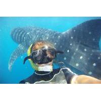 Snorkel and Swim with a Whale Shark Tour