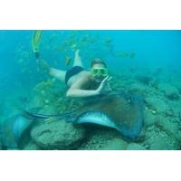Snorkel with Stingrays and Feed the Sharks at Curacao Sea Aquarium