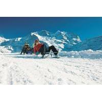 Snowshoe and Sled Adventure in the Swiss Alps from Interlaken