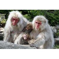 Snow Monkey and Shiga-kogen Highlands Hiking Day Tour