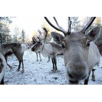 snowmobile safari to reindeer farm from luosto including reindeer slei ...