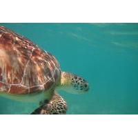 Snorkeling with Turtles in Akumal and Yalku Lagoon