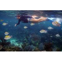 Snorkeling Tour in Playa del Carmen