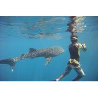 Snorkeling at Catalina Island