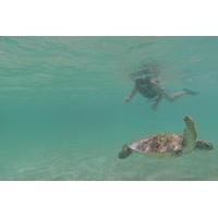 snorkeling with turtles adventure in playa del carmen