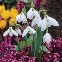 Snowdrop (Giant) - 40 snowdrop bulbs