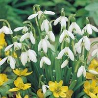 Snowdrop (Single-flowered) - 50 snowdrop bulbs in the green