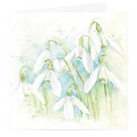 Snowdrops