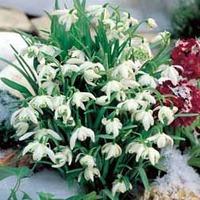 snowdrops double flowered 10 snowdrop bulbs