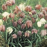 Snakes Head Fritillary 1x1 Litre Pot