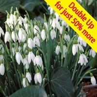 snowdrops 100 bulbs