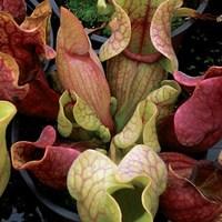 Snail Eating Plant (Purpurea) 1 Plant 13cm Pot