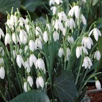 Snowdrops 50 Bulbs