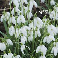 snowdrops single flowered pack of 50 in the green