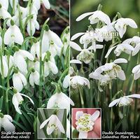 Snowdrops 50 singles & 25 doubles In the green