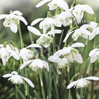 snowdrops double flowered pack of 25 in the green