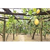 sorrento farm experience including tastings pizza making and limoncell ...