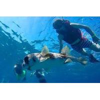 sosua bay snorkeling tour