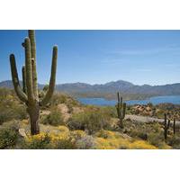 Sonoran Desert Adventure from Phoenix