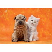 So Cute High Quality Collection 1500 Piece Jigsaw Puzzle