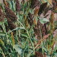 Sorghum nigrum - 1 packet (25 so...