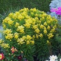 Solidago \'Little Lemon\' (Large Plant) - 2 x 2 litre potted solidago plants