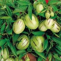 Solanum muricatum (Mini Melon) - 2 mini melon plants in 9cm pots