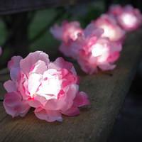 Solar Powered Pink Roses String Lights - 10