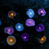 solar daisy stringlights