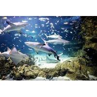 Split Sea Aquarium Tour with Transfer from Split