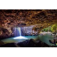 springbrook natural arch and bush tucker tasting day trip from the gol ...