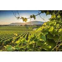Sparkling Franciacorta Private Wine Tour with Lunch and Wineries Visit