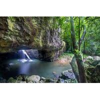 springbrook and tamborine rainforest tour including natural bridge and ...
