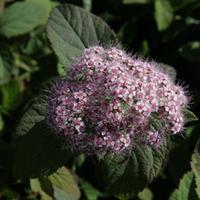 spiraea fritschiana pink parasols large plant 2 x 36 litre potted spir ...