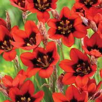 Sparaxis \'Red Reflex\' - 30 sparaxis bulbs