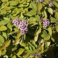 Spiraea \'Sundrop\' (Large Plant) - 2 x 3.6 litre potted spiraea plants