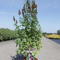 Spiraea x billardii (Large Plant) - 1 x 3.6 litre potted spiraea plant