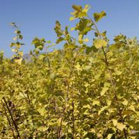 spiraea x vanhouttei gold fountain large plant 1 x 36 litre potted spi ...