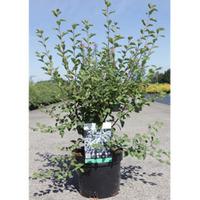 Spiraea x vanhouttei (Large Plant) - 2 x 3.6 litre potted spiraea plants