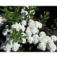 spiraea nipponica snowmound large plant 2 x 36 litre potted spiraea pl ...