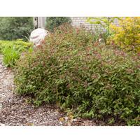 Spiraea \'Superstar\' (Large Plant) - 2 x 3.6 litre potted spiraea plants