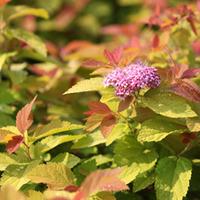 Spiraea japonica \'Pink and Gold\' (Large Plant) - 2 x 3.5 litre potted spiraea plants