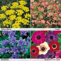 Spring Flowering Bulb Collection - 100 spring bulbs (25 of each variety)